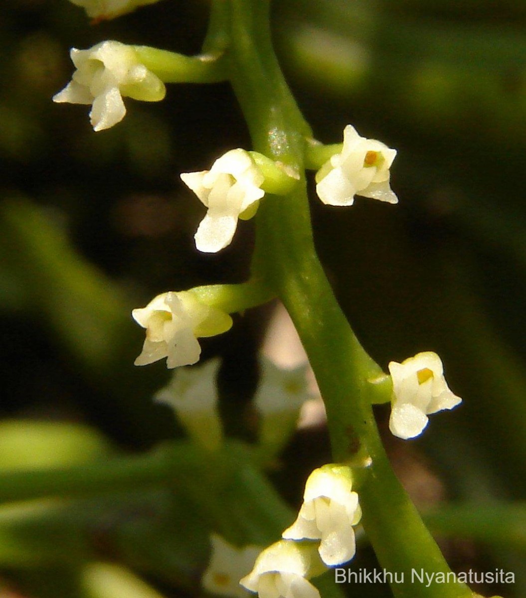 Schoenorchis nivea (Lindl.) Schltr.